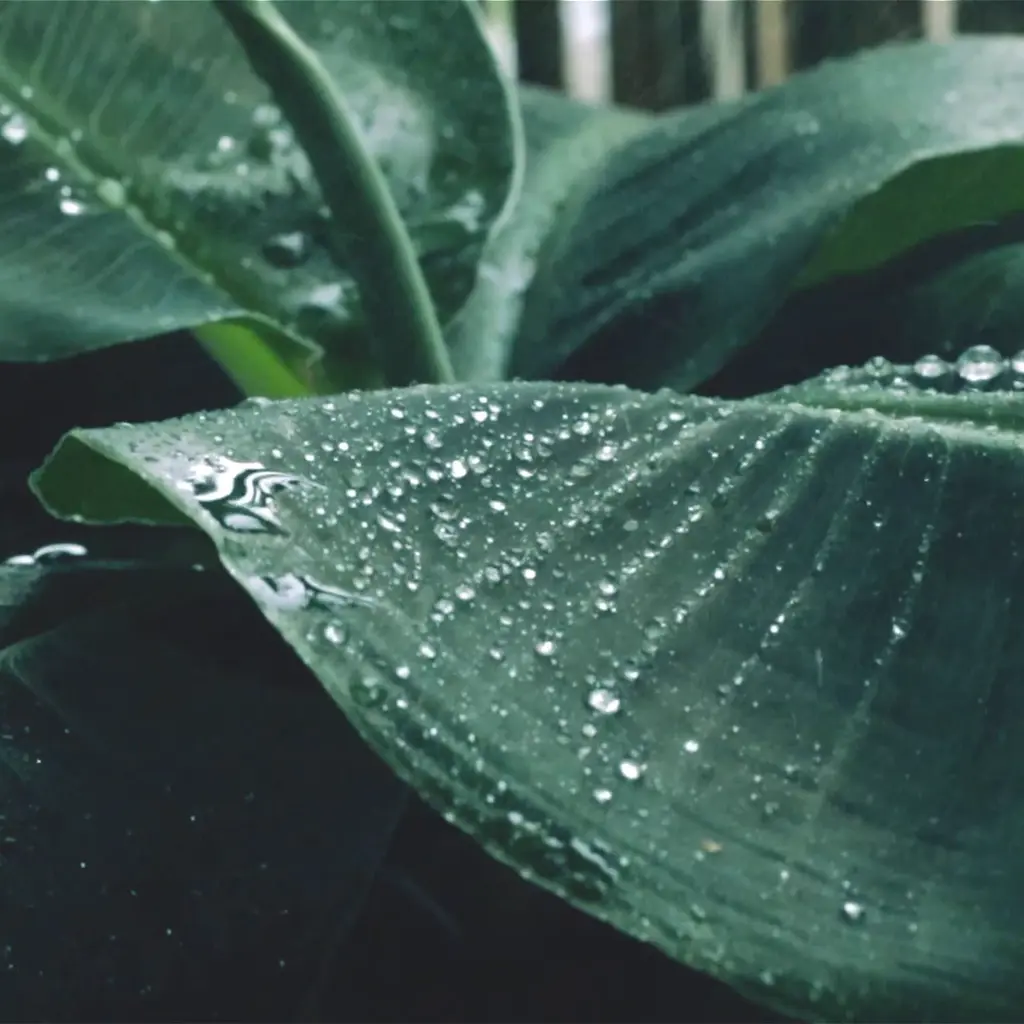 Spring Rain for Sleep